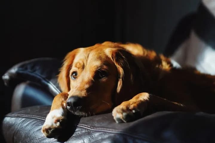 Jak oduczyć ssać pierś w nocy: 8 skutecznych metod dla rodziców Jak oduczyć ssać pierś w nocy: 8 skutecznych metod dla rodziców